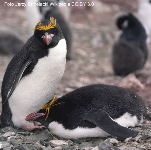 Schopfpinguin