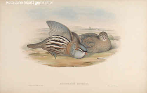 Arabisches W�stenhuhn