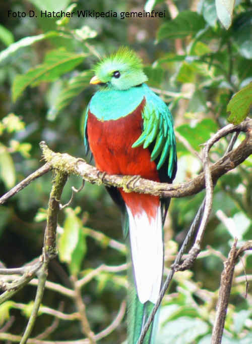 Quetzal